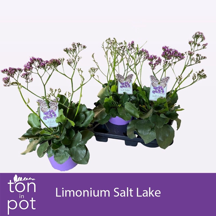 <h4>Limonium Salt Lake</h4>