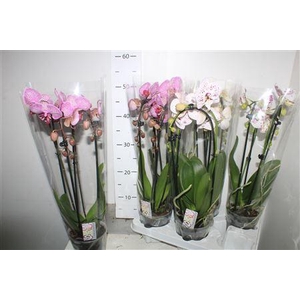 ** Phal El Cascade 2 Branches 14+ * Winter Promo *