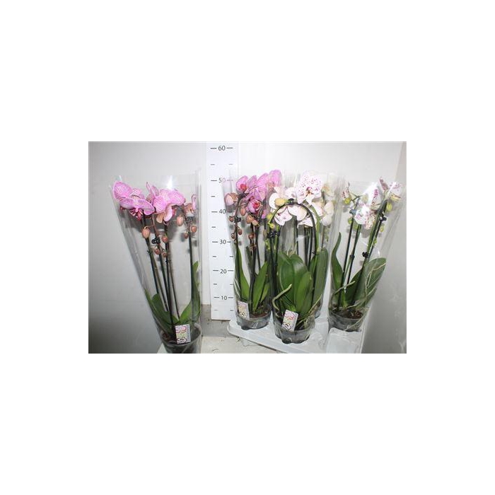 <h4>Phal El Cascade 2 Branches 14+</h4>