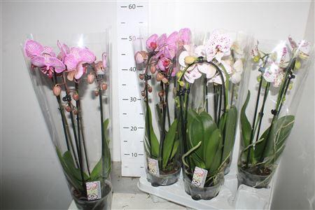 <h4>** Phal El Cascade 2 Branches 14+ * Winter Promo *</h4>