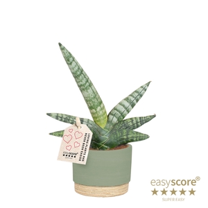 SANSEVIERIA BONCELLENSIS P7 BONCEL WB GREEN