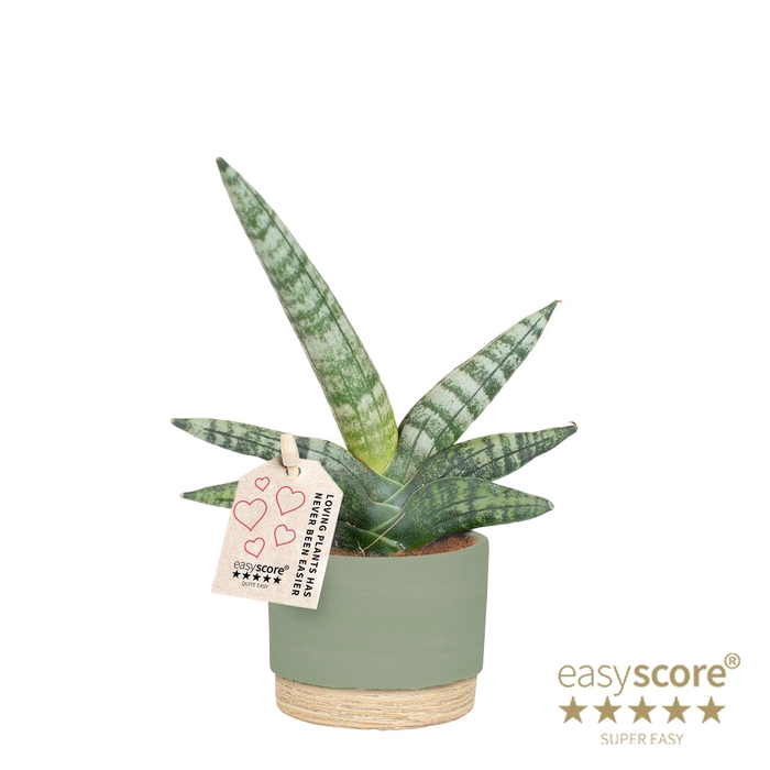 SANSEVIERIA BONCELLENSIS P7 BONCEL WB GREEN