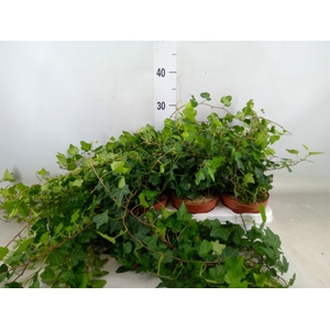 Hedera helix 'Wonder'