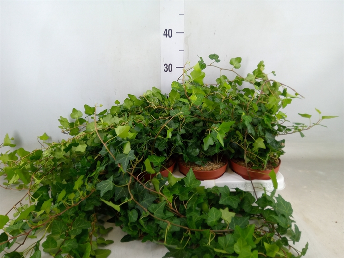 <h4>Hedera helix 'Wonder'</h4>