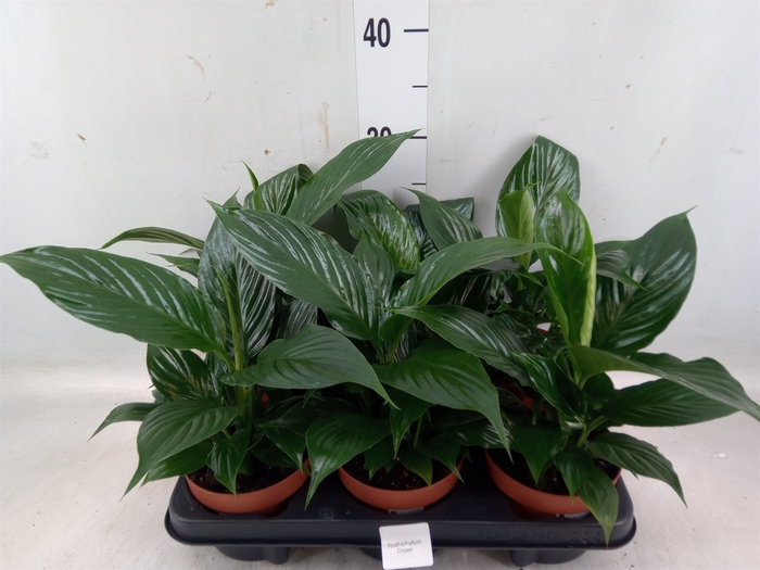 <h4>Spathiphyllum   ...</h4>