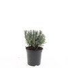 Lavandula angustifolia Munstead
