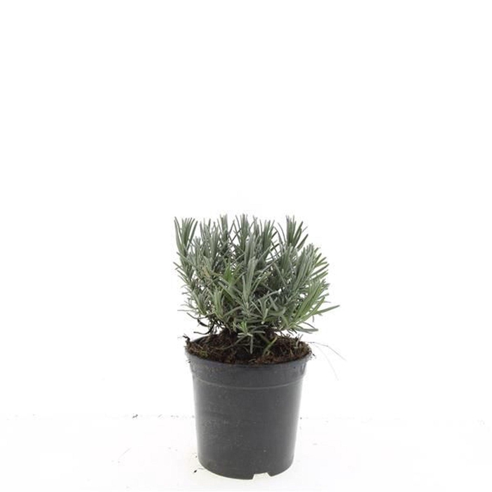 Lavandula angustifolia Munstead