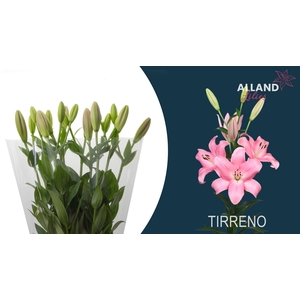 LI LA TIRRENO