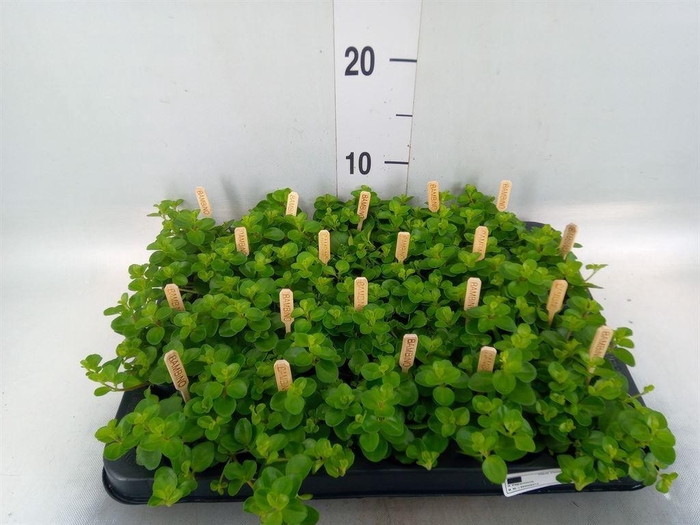 <h4>Peperomia rotundifolia</h4>