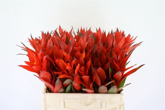 <h4>Bromelia Cherry</h4>