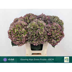 Hydrangea  'Glowing Alp Purple'  CL