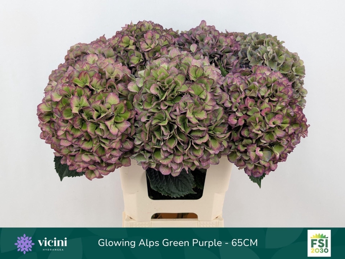 <h4>Hydrangea  'Glowing Alp Purple'  CL</h4>