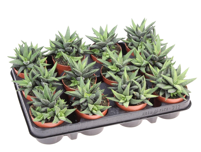 <h4>Haworthia   ...</h4>