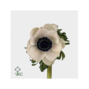 Anemone Galil Wit