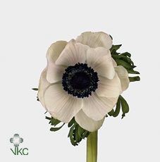 <h4>Anemone Fr.. Sirocco White</h4>