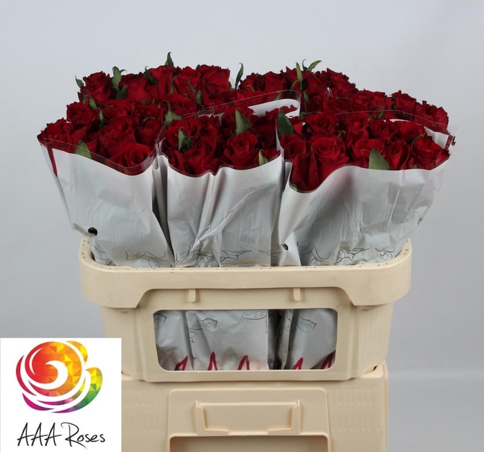 <h4>R GR EVER RED</h4>