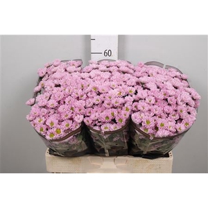Chr S Rossi Pink