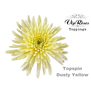 CHR G TOPSPIN DUSTY YELLOW