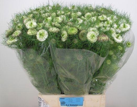 <h4>NIGE D DOUBLE DEUCE</h4>