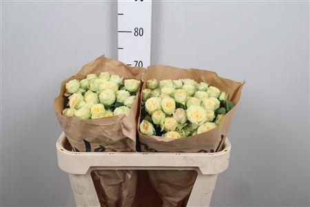 <h4>R Tr Yoga Trendsetter</h4>