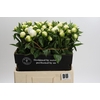 Paeonia Duchesse De Nemours