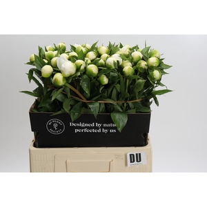 Paeonia Duchesse De Nemours