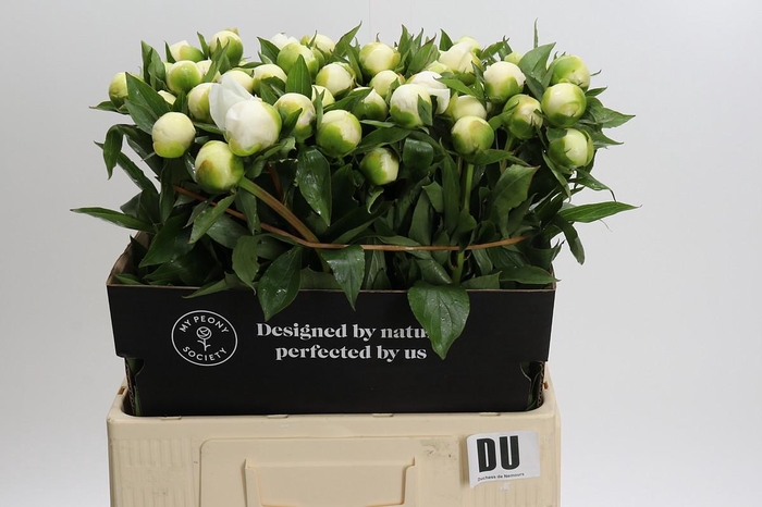 <h4>Paeonia Duchesse De Nemours</h4>