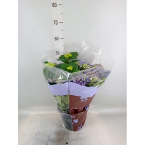 Hydrangea mac. 'Curly Wurly'