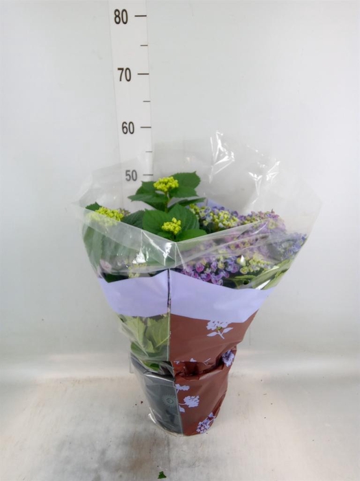 <h4>Hydrangea mac. 'Curly Wurly'</h4>