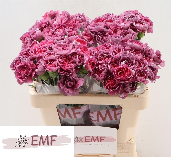 <h4>Di St Hypnosis</h4>