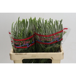 Veronica Skyler White