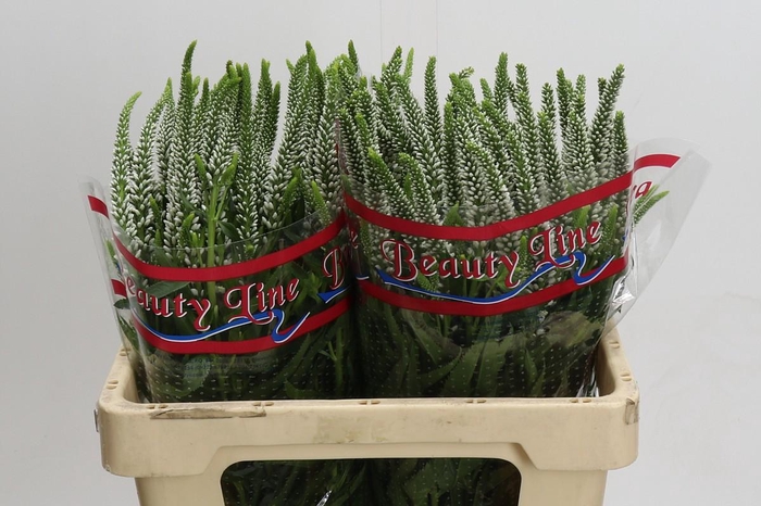 <h4>Veronica Skyler White</h4>