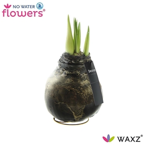 No Water Flowers Waxz® Univerz Deep Black(Decorum)