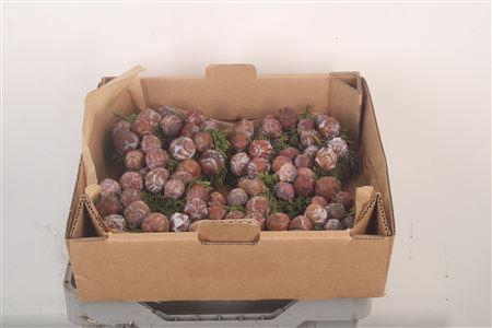 <h4>Krans Cypresse 12cm</h4>