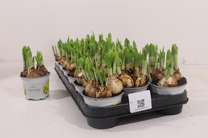 <h4>NARC O TETE A TETE</h4>