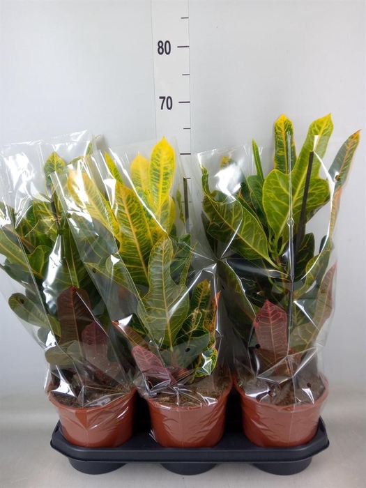 <h4>Codiaeum var. GR 'Excellent'</h4>