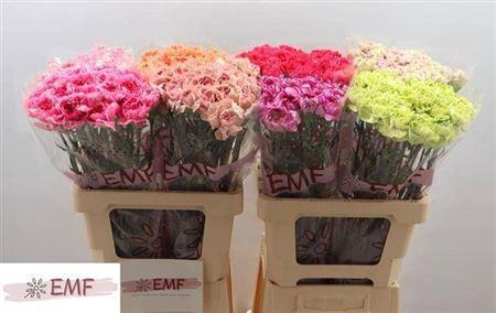 <h4>Di St Gem In Fust</h4>