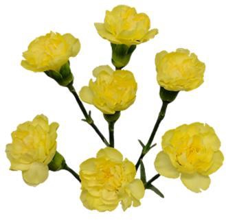 <h4>Di Tr Caesar</h4>