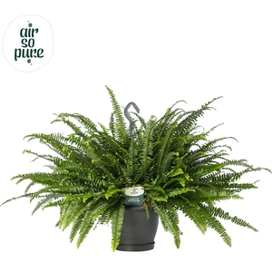 Nephrolepis Exaltata Green Ladyhangpot Air So Pure