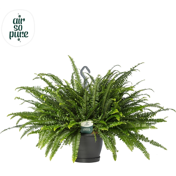 <h4>Nephrolepis Exaltata Green Ladyhangpot Air So Pure</h4>
