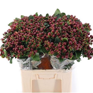 HYPERICUM MAG.SEASONS ORCA