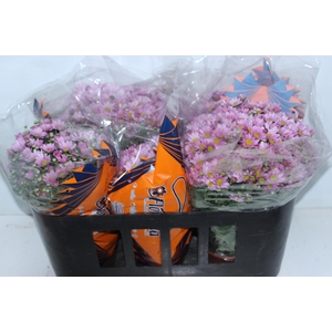 CRIS BOLA BELGA P15 ROSA