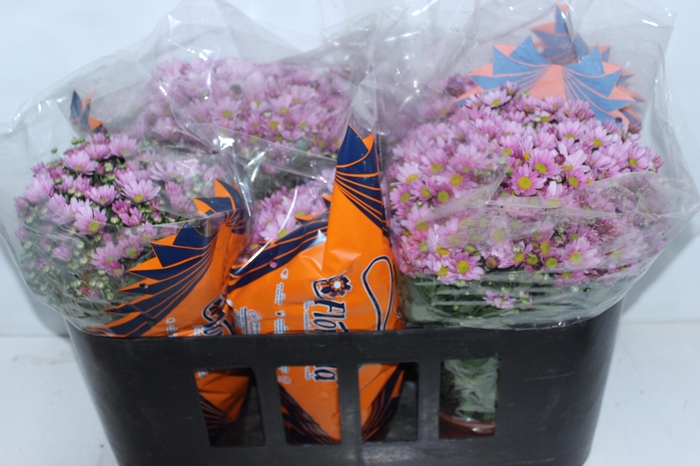 CRIS BOLA BELGA P15 ROSA