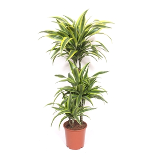 Dracaena Lemon Lime 60-30-15
