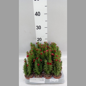 Austrocylindropuntia subulata