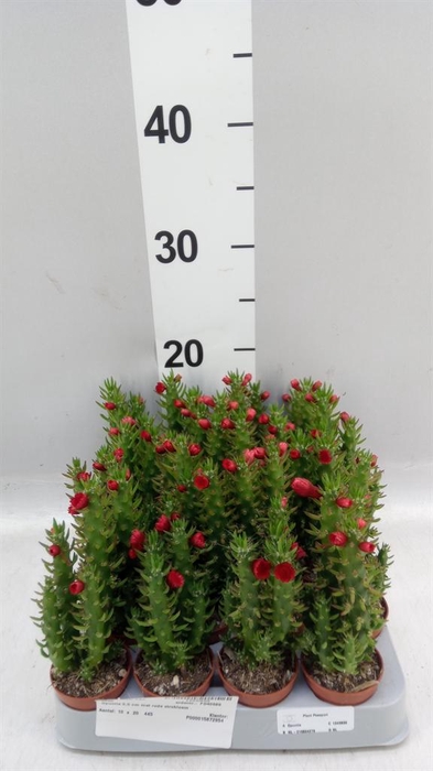 <h4>Austrocylindropuntia subulata</h4>