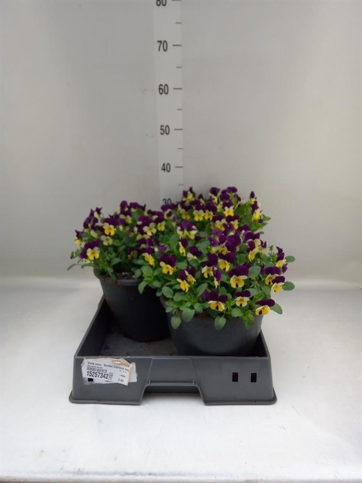 <h4>Viola corn. 'Sorbet Coconut Imp'</h4>