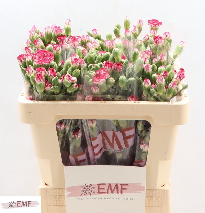 <h4>Di Tr Mini Bacarat</h4>