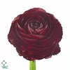 Ranunculus Elegance Black Extra