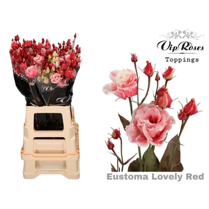 Eust G Alissa Lovely Red